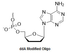 Bio-Synthesis Inc. Oligo Structure